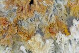 Gorgeous, Polished Nydegger Plume Agate - Oregon #141299-1
